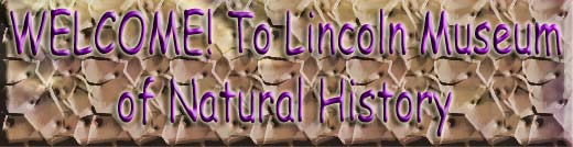 The Lincoln Museum of Natural History
